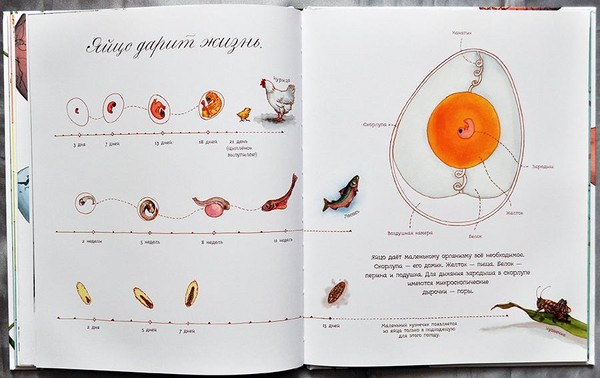 Chrząszcze, pisklęta, motyle. Studiujemy przyrodę razem z dziećmi