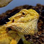 Brodaty agama w twoim terrarium