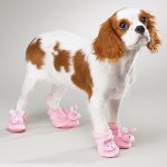 Buty dla psów: nowy kaprys właścicieli? Buty dla psów: nowy kaprys właścicieli?