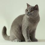 British Blue