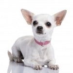 Co karmić Chihuahua
