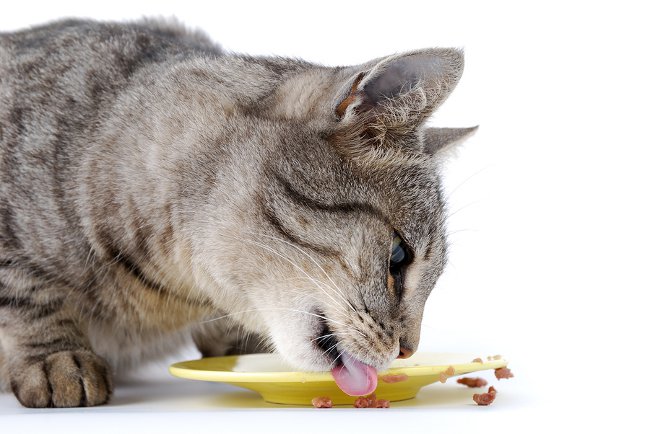 Co karmić wykastrowanego kota