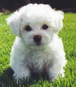 Francuski Bolognese (Bichon Frise)