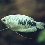 Marmur Gurami