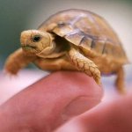 Jak określić płeć żółwia?