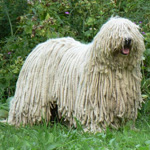 Komondor: Hungarian Shepherd Dog