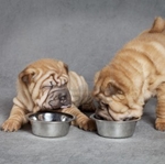 Jedzenie dla shar pei