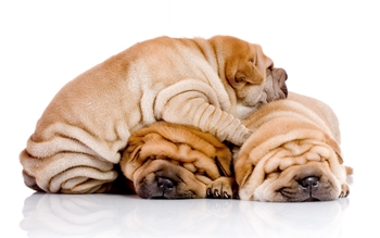 Jedzenie dla shar pei