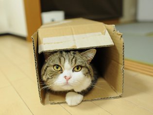 Cote Maru jest gwiazdą Internetu Cote Maru jest gwiazdą Internetu