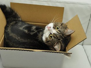 Cote Maru jest gwiazdą Internetu Cote Maru jest gwiazdą Internetu