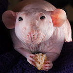 Szczury Sphynx Szczury Sphynx