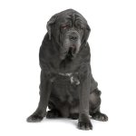 Mastif neapolitański lub Mastino Poleetano Mastif neapolitański lub Mastino Poleetano