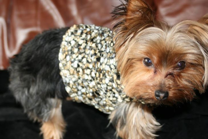 Dress Pet for Winter: Odzież dla Yorku