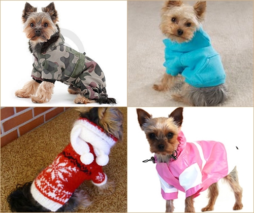 Dress Pet for Winter: Odzież dla Yorku