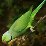 Spalona papuga Spalona papuga