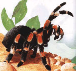 Jak dbać o pająki tarantuli Jak dbać o pająki tarantuli