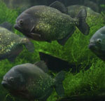 Piranhas w twoim akwarium