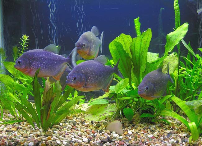 Piranhas w twoim akwarium