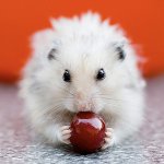 Karmienie chomików: możesz i nie możesz Karmienie chomików: możesz i nie możesz