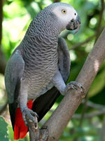 Jacques Parrot: treść w domu