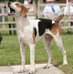 Amerykański Foxhound Amerykański Foxhound