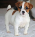 Rasa Jack Russell Terrier