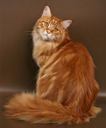 Rasa kotów rasy Maine Coon Rasa kotów rasy Maine Coon