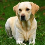 Rasa Labrador Rasa Labrador