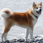 Rasa psów: Akita Inu