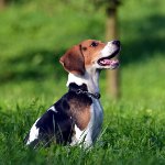 Rasa psów rasy beagle