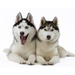 Pies rasy husky Pies rasy husky