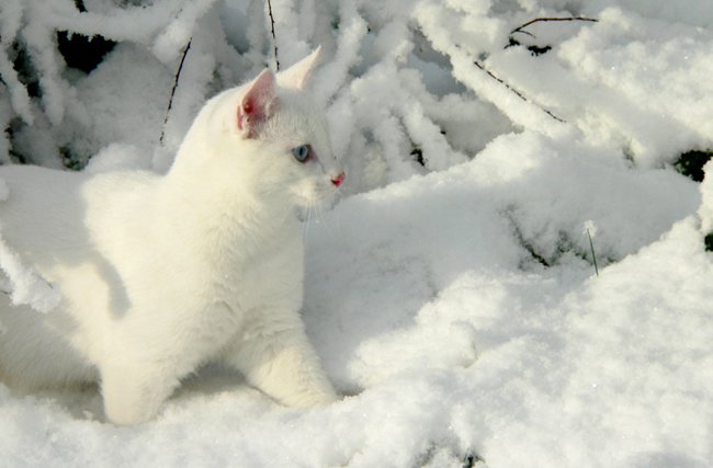 Rasy białych kotów