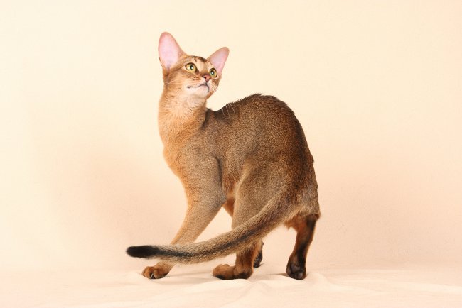 Rasy kotów: kot Abisyński