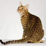Rasy kotów: ocicat