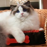 Rasy kotów: ragdoll Rasy kotów: ragdoll