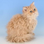 Rasy kotów: Selkirk rex