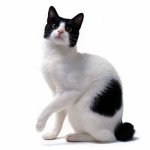 Rasy kotów: Japoński Bobtail