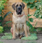 Rasy psów: angielski mastiff