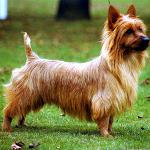 Rasy psów: Australian Terrier