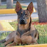 Rasy psów: Belgian Shepherd Malinois Rasy psów: Belgian Shepherd Malinois