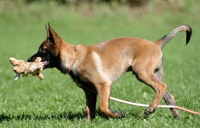 Rasy psów: Belgian Shepherd Malinois