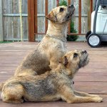 Rasy psów: border terrier