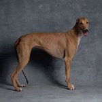 Rasy psów: Greyhound Rasy psów: Greyhound