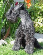 Rasy psów: kerry-blue terrier Rasy psów: kerry-blue terrier