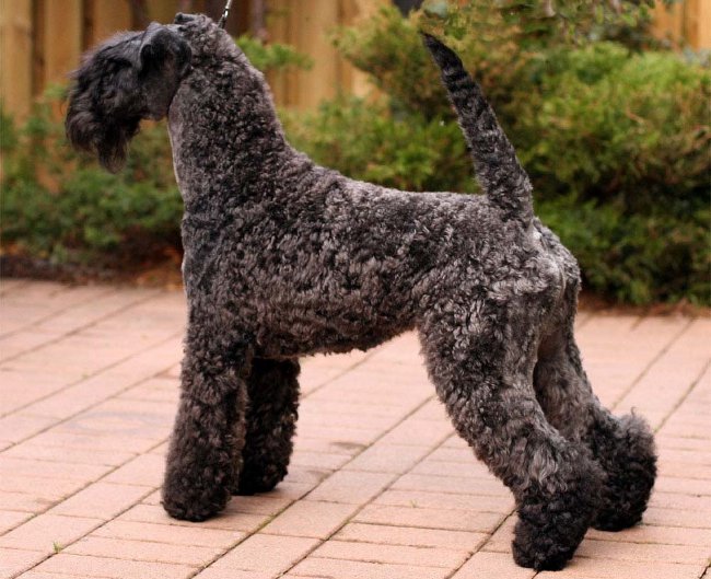 Rasy psów: kerry-blue terrier