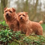 Rasy psów: Norfolk Terrier
