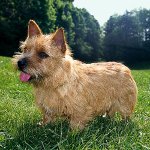 Rasy psów: Norwich Terrier Rasy psów: Norwich Terrier