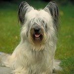 Rasy psów: Skye Terrier Rasy psów: Skye Terrier