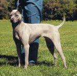 Rasy psów: Thai Ridgeback