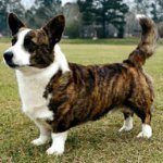 Rasy psów: kardigan walijski corgi Rasy psów: kardigan walijski corgi